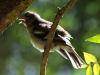 İspinoz - Common Chaffinch (Fringilla coelebs)