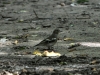 İspinoz - Common Chaffinch (Fringilla coelebs)