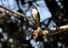 Loggerhead kingbird