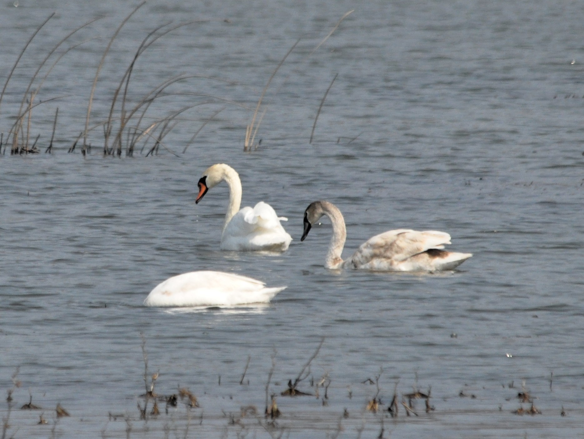 Kuğu - Mute Swan (Cygnus olor)