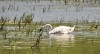 Kuğu - Mute Swan (Cygnus olor)