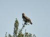 Yılan Kartalı - Short-toed Snake-eagle (Circaetus gallicus)