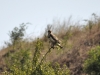 Yılan Kartalı - Short-toed Snake-eagle (Circaetus gallicus)